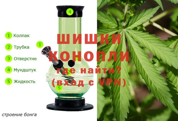 индика Белокуриха